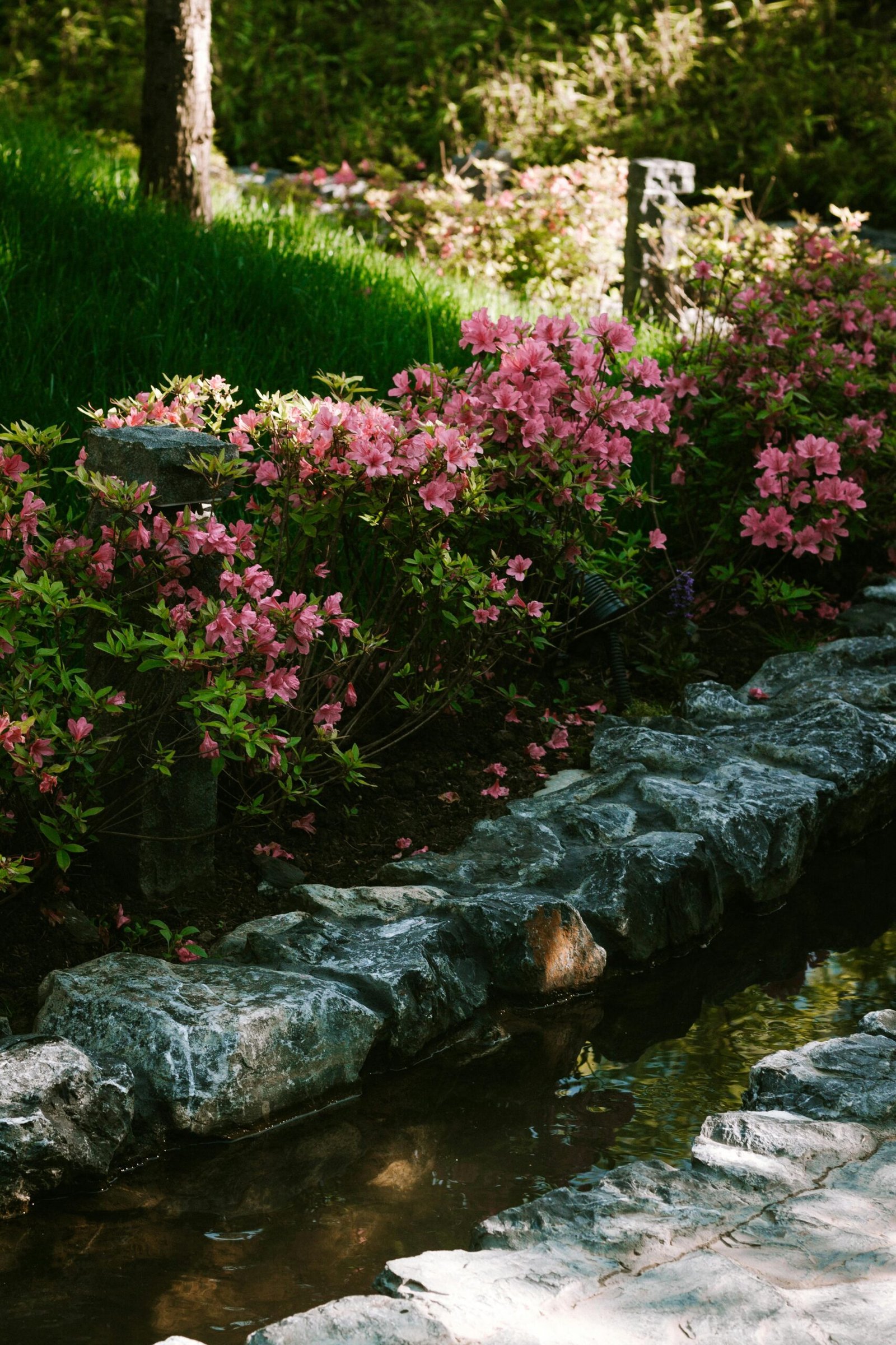 Pink azaleas blooming beside a tranquil stream in Krasnodar park during spring.