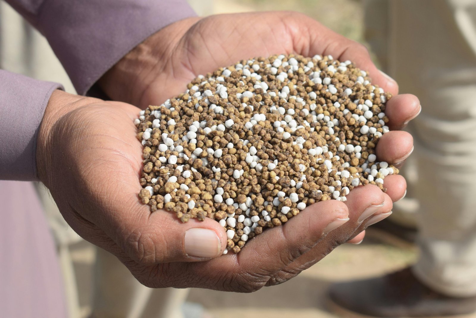 Close-up of hands holding granular fertilizer in Bahawalpur, Pakistan.
